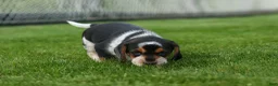 Beagle dogs for sale:  Cypress 🦴🐶 - Ad 11