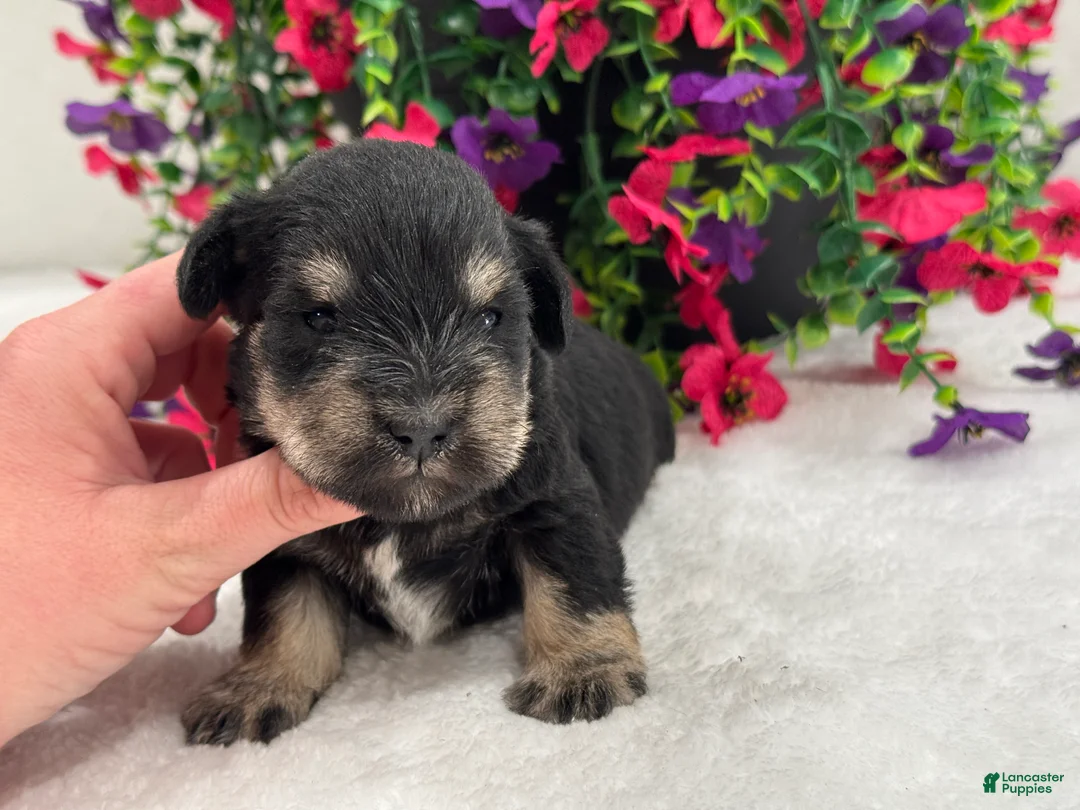 Miniature Schnauzer dogs for sale: Mae Female 1 - Ad 2