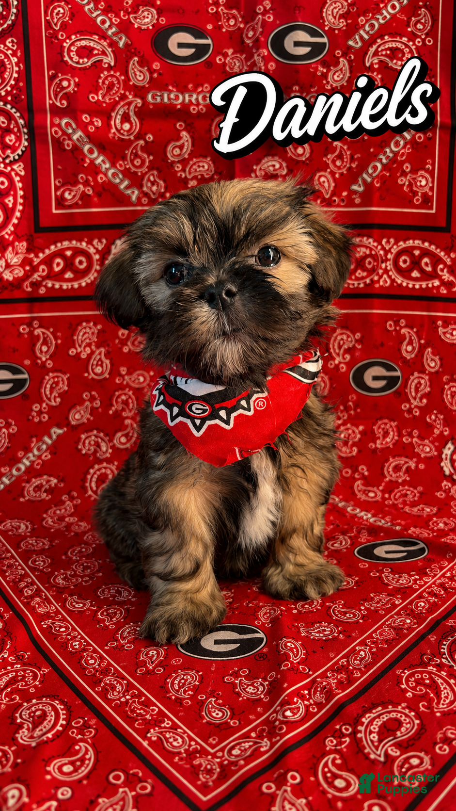 Shih Tzu dogs Daniel’s - Ad 1