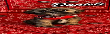 Daniel’s