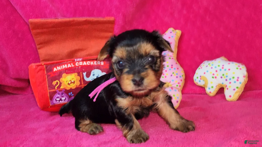 Yorkshire Terrier dogs for sale: Yorkshire Terrier Puppy 3 - Ad 1