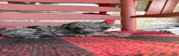 Mini Aussiedoodle dogs for sale: Otis - Ad 4
