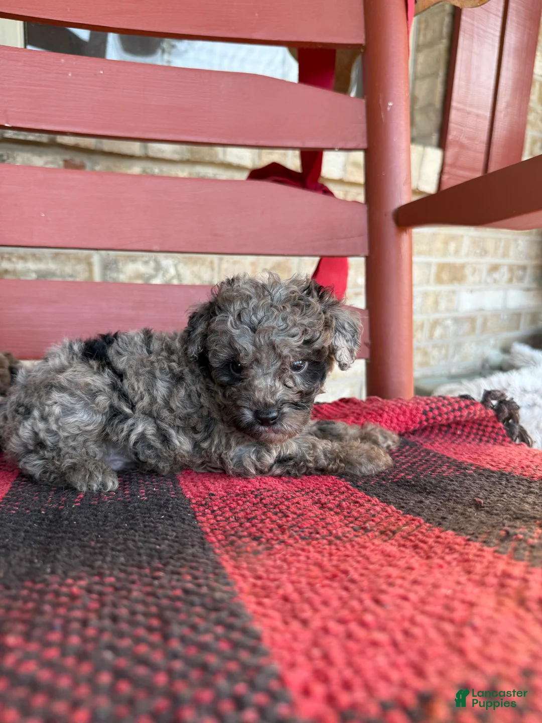 Mini Aussiedoodle dogs for sale: Otis - Ad 4