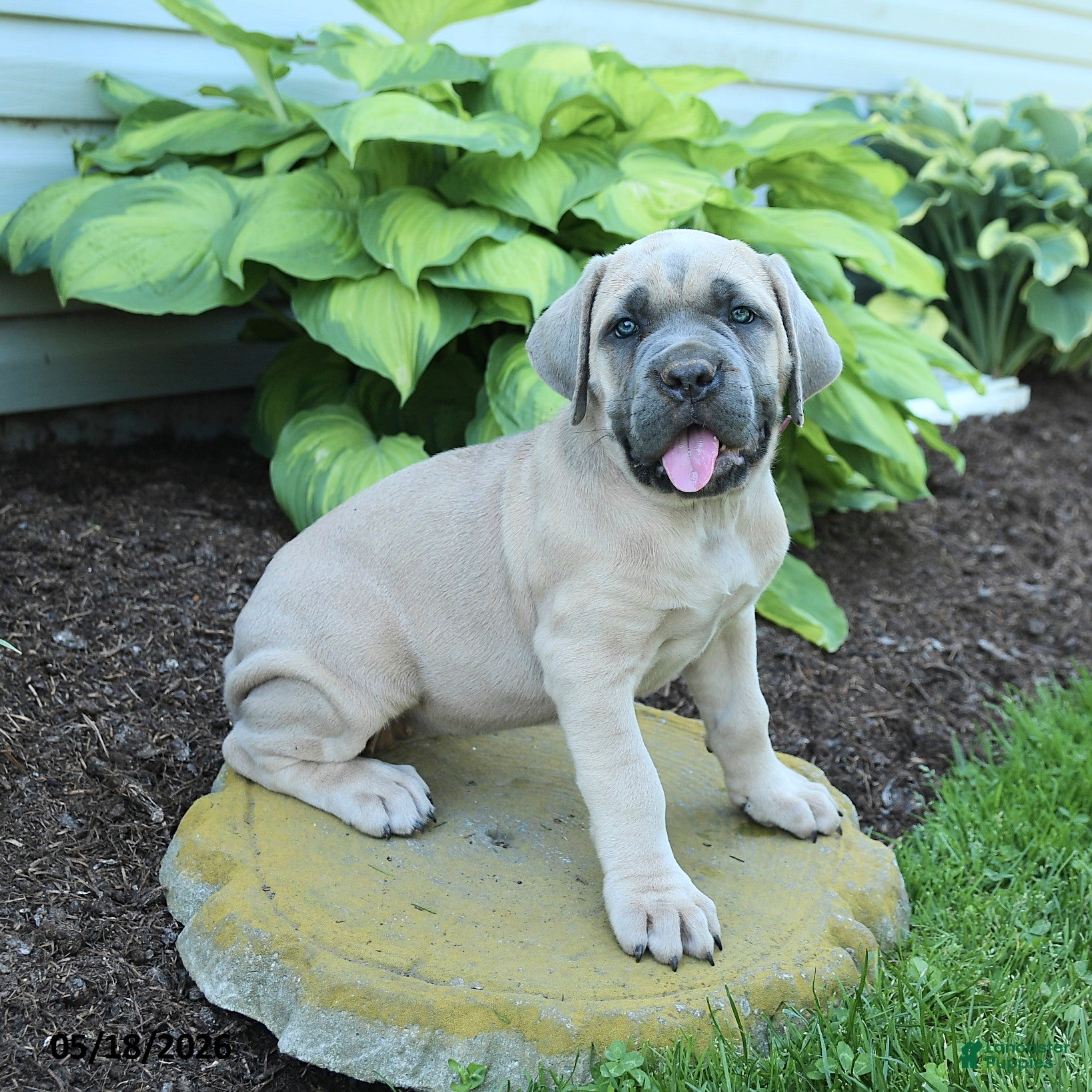 Cane Corso dogs Kayla - Ad 2