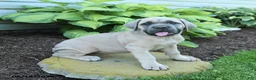 Cane Corso dogs for sale: Kayla - Ad 2