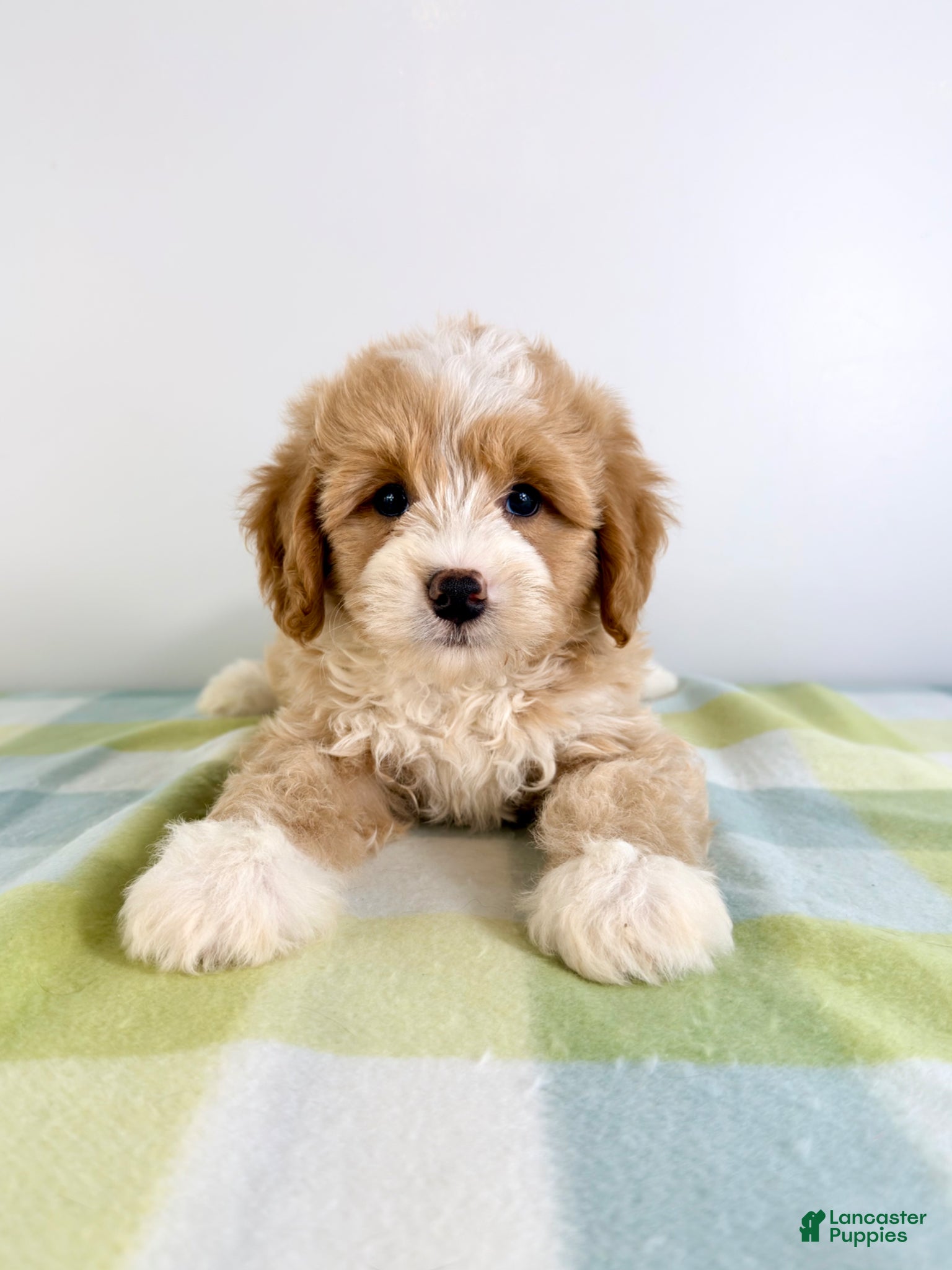 Bernedoodle dogs Woody - Ad 37
