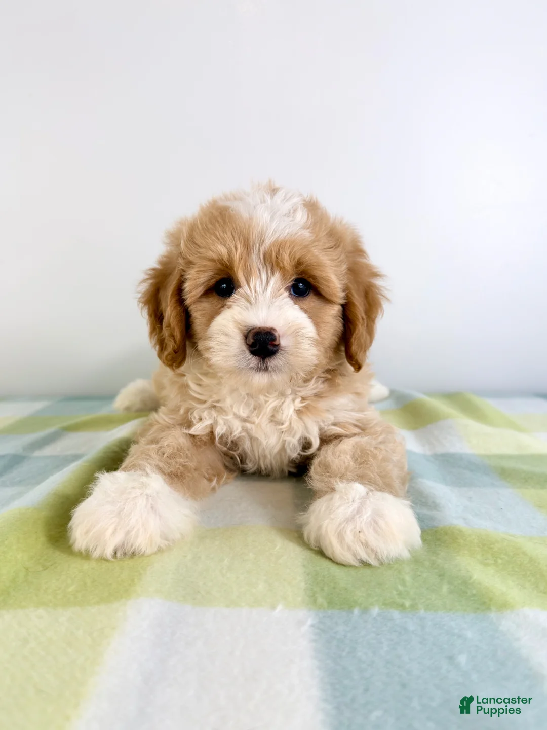 Bernedoodle dogs for sale: Woody - Ad 1
