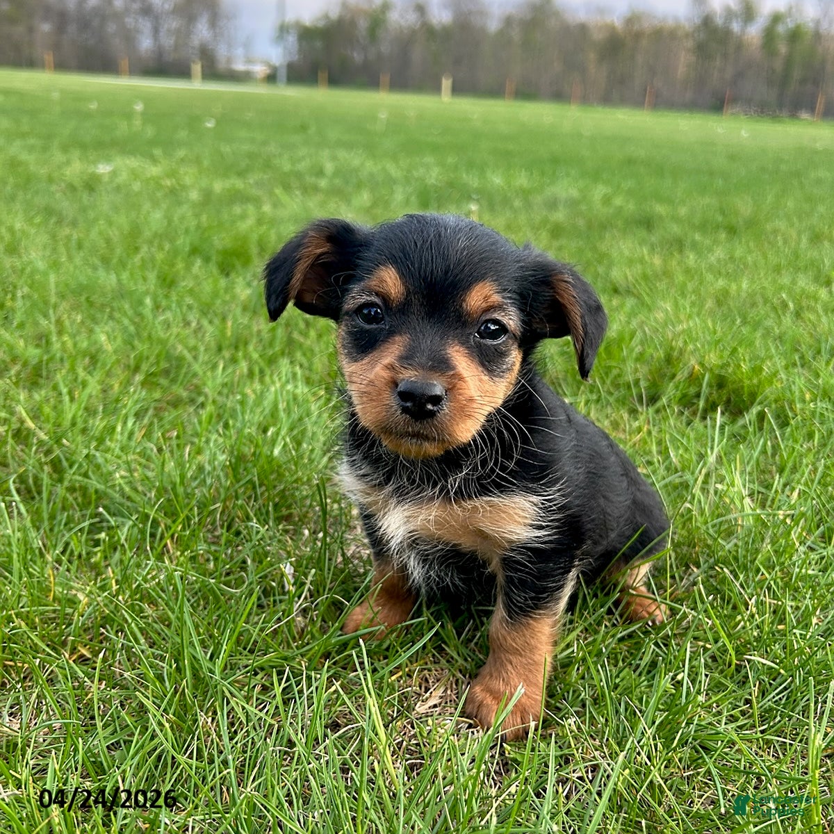 Yorkiepoo dogs Rocket - Ad 1