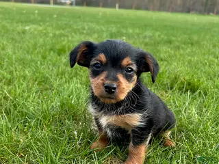 Yorkiepoo dogs for sale: Rocket - Ad 3
