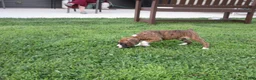 Boxer dogs for sale: Champion - Ad 8