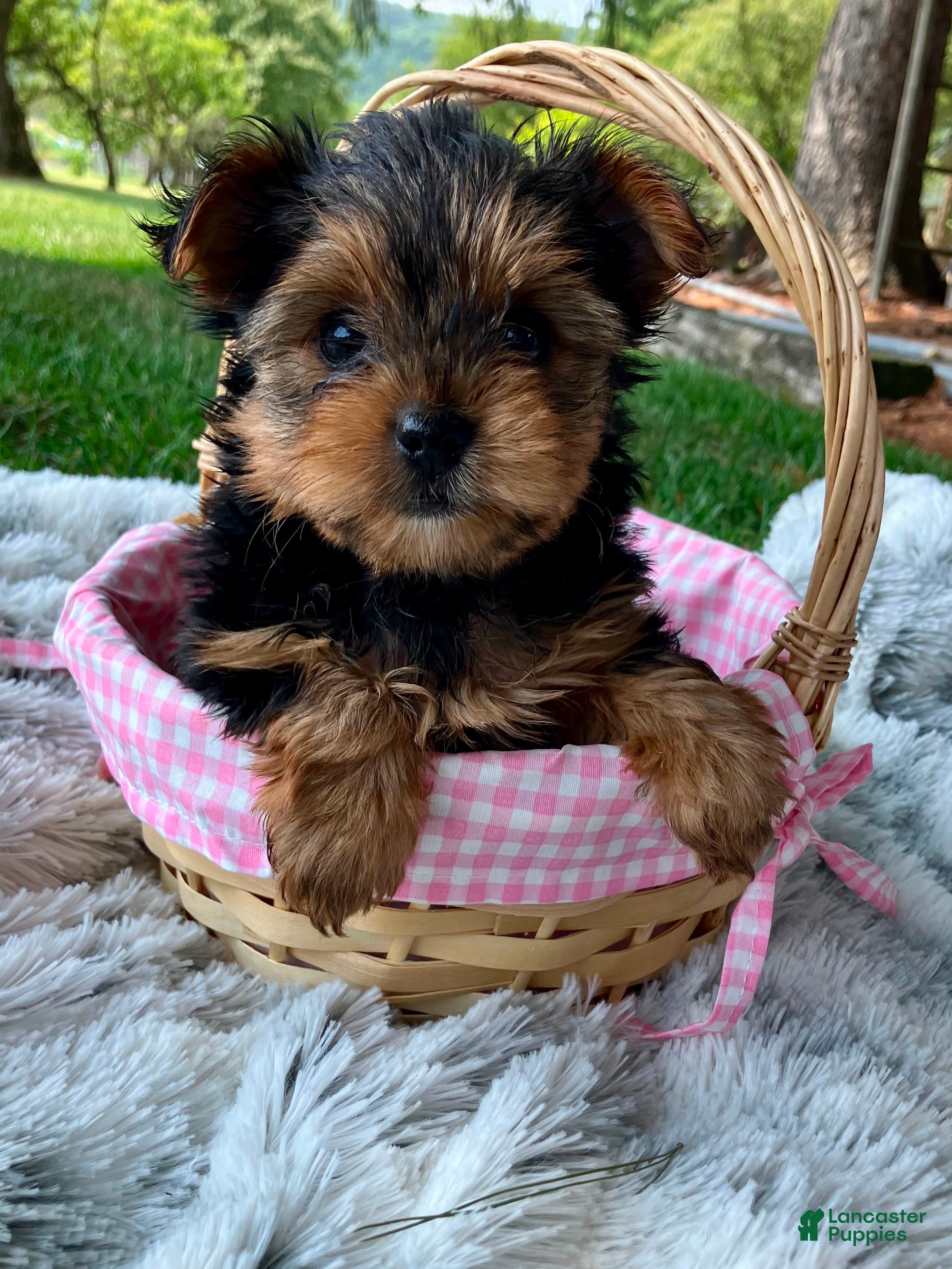 Yorkshire Terrier dogs Luna - Ad 1