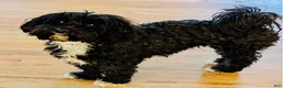 Havanese dogs for sale: Toy sized Luna - Ad 7