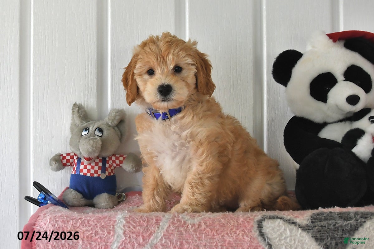 Mini Goldendoodle dogs Connie - Ad 1