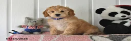 Mini Goldendoodle dogs for sale: Connie - Ad 1