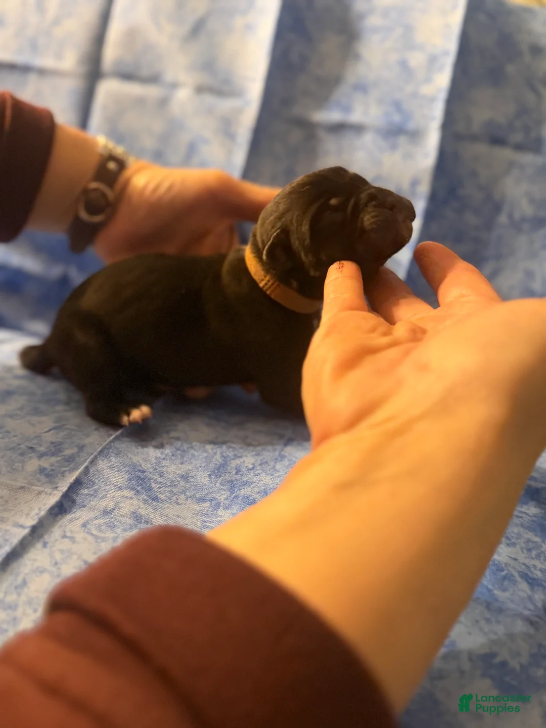 Cane Corso dogs for sale: Cane Corso Puppy 1 - Ad 2