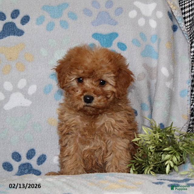 Miniature Poodle dogs for sale: Irene - Ad 2