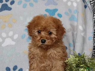 Miniature Poodle dogs for sale: Irene - Ad 2