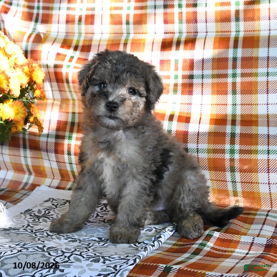 Mini Goldendoodle dogs Alex - Ad 1