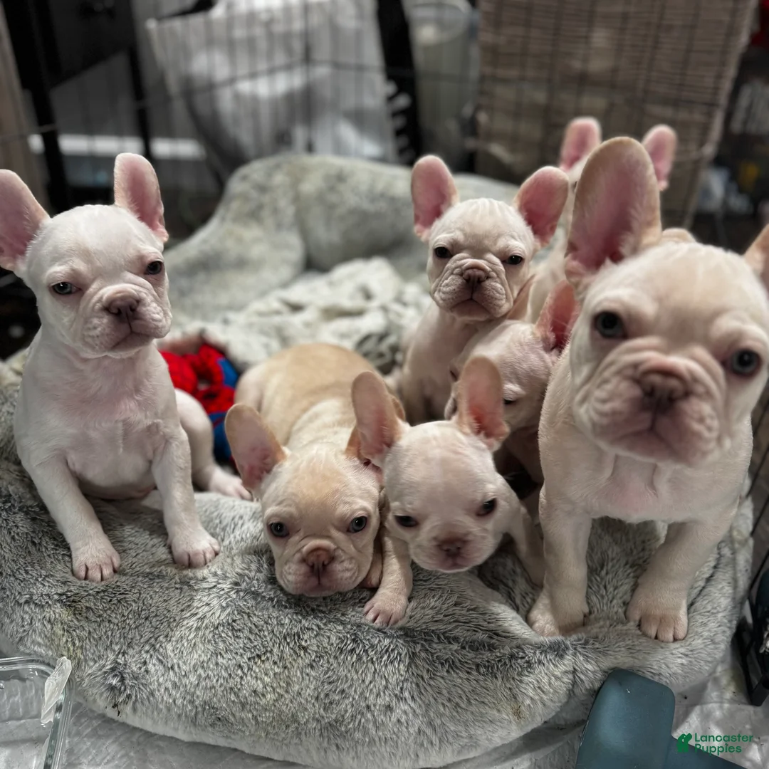 French Bulldog dogs for sale: French Bulldog Puppy 3 - Ad 3
