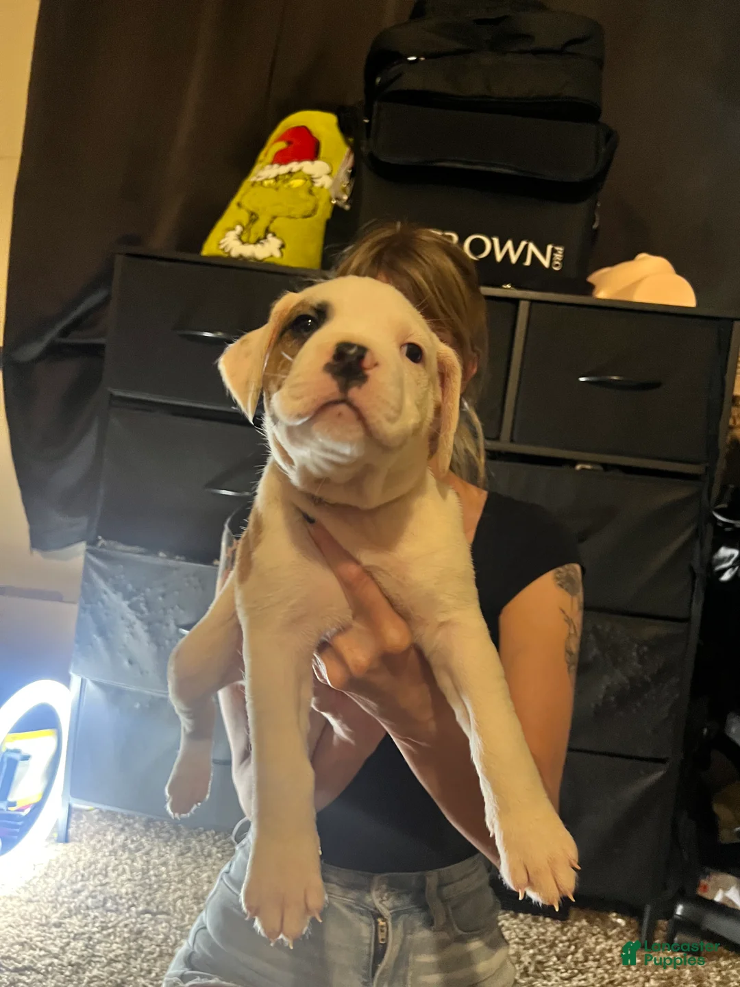 Mixed Breed dogs for sale: Mixed Breed 7 - Ad 2