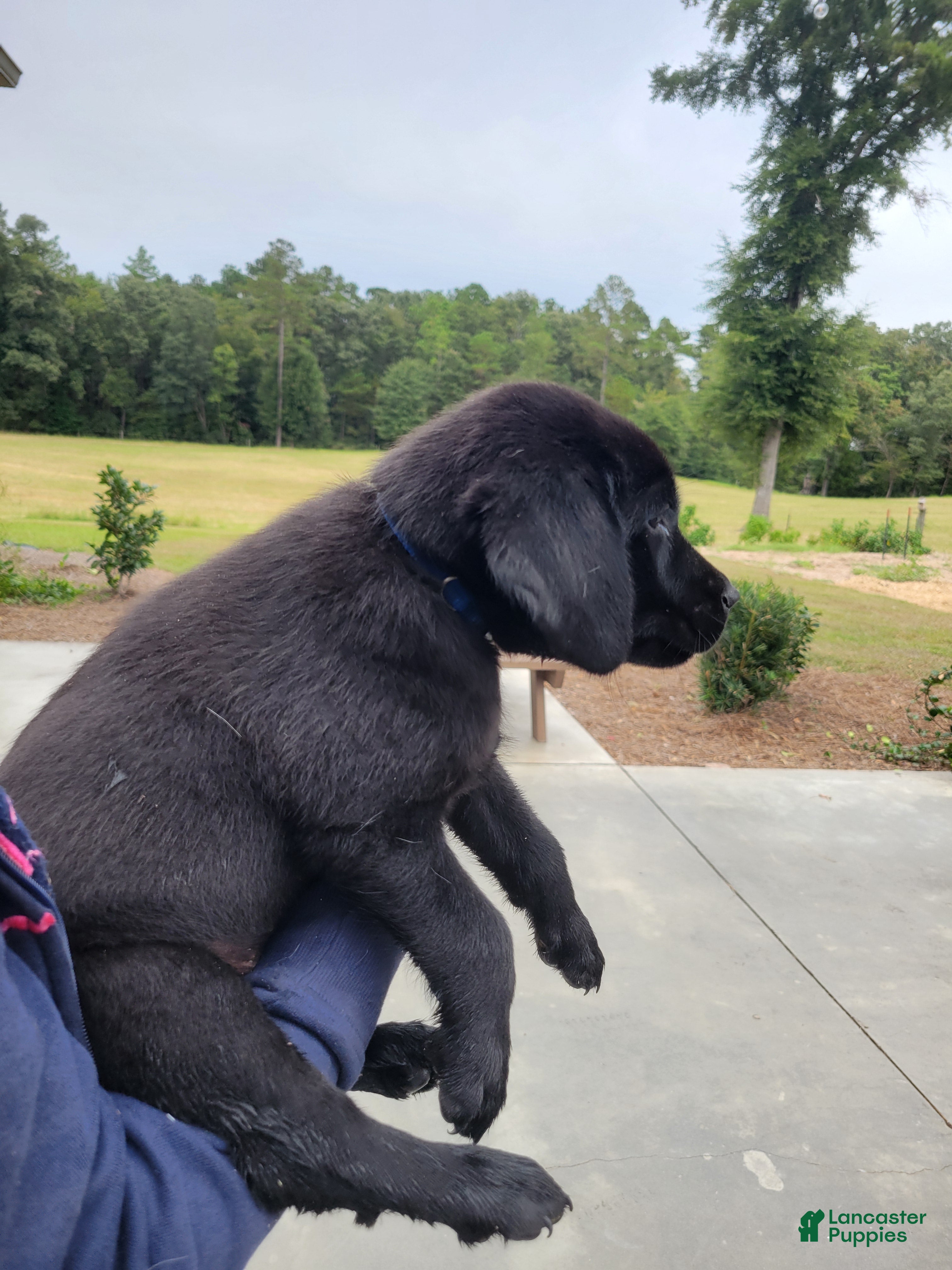 Labrador Retriever dogs Labrador Retriever 5 (blue) - Ad 2