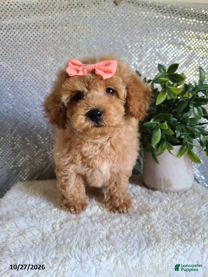 Bichpoo dogs for sale: Chloe - Ad 1