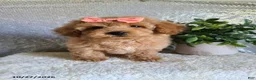 Bichpoo dogs for sale: Chloe - Ad 1