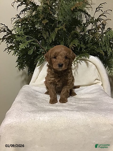 Mini Goldendoodle dogs Jay - Ad 35