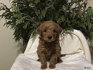 Mini Goldendoodle dogs Jay - Ad 35