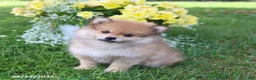 Pomeranian dogs for sale: Dusty - Ad 5