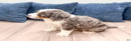 Mini Bernedoodle dogs for sale: Tyler - Ad 5