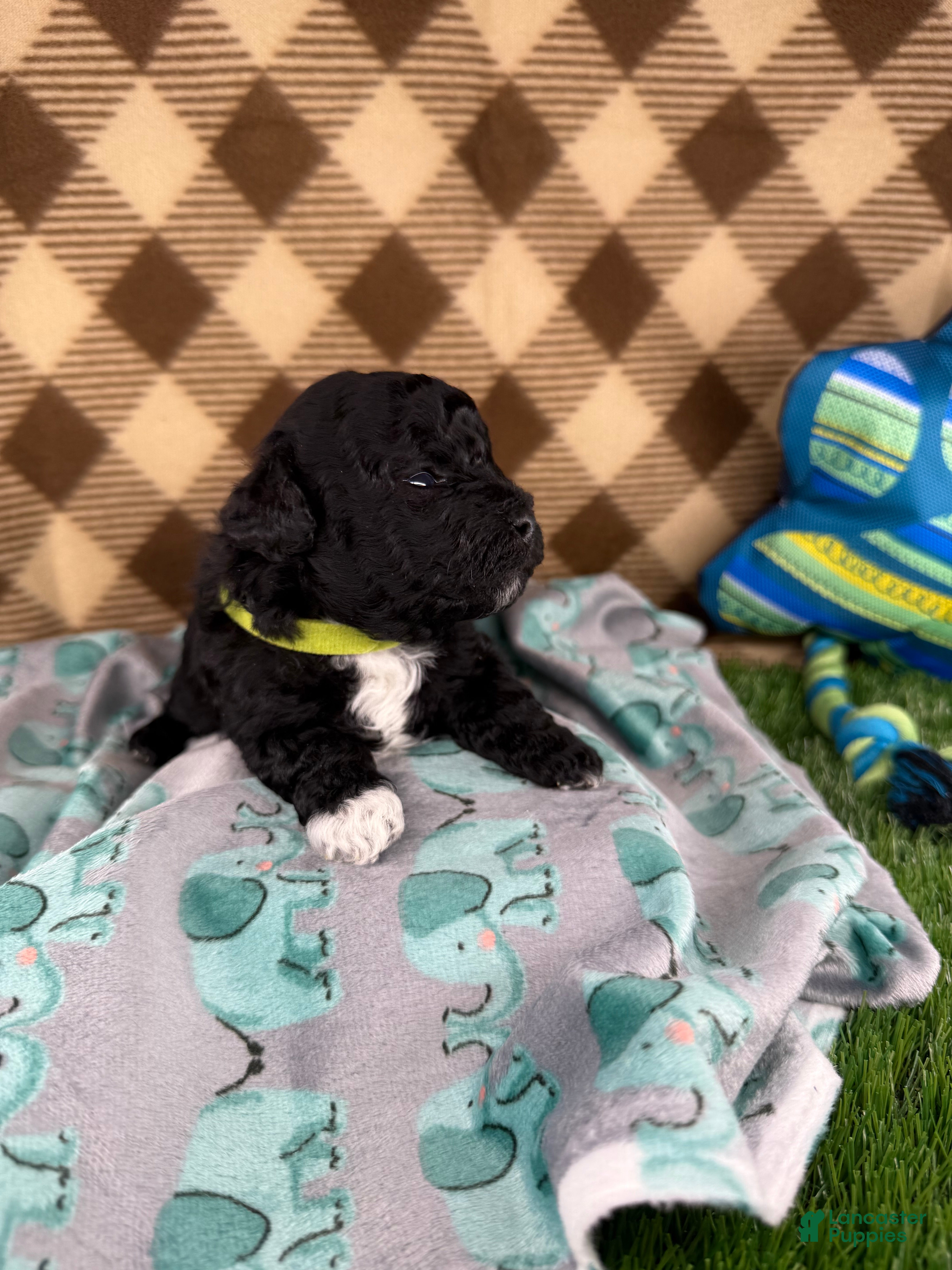 Toy Poodle dogs Kingston - Ad 27