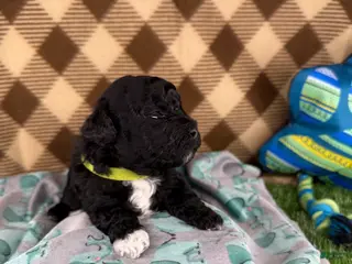 Toy Poodle dogs Kingston - Ad 23