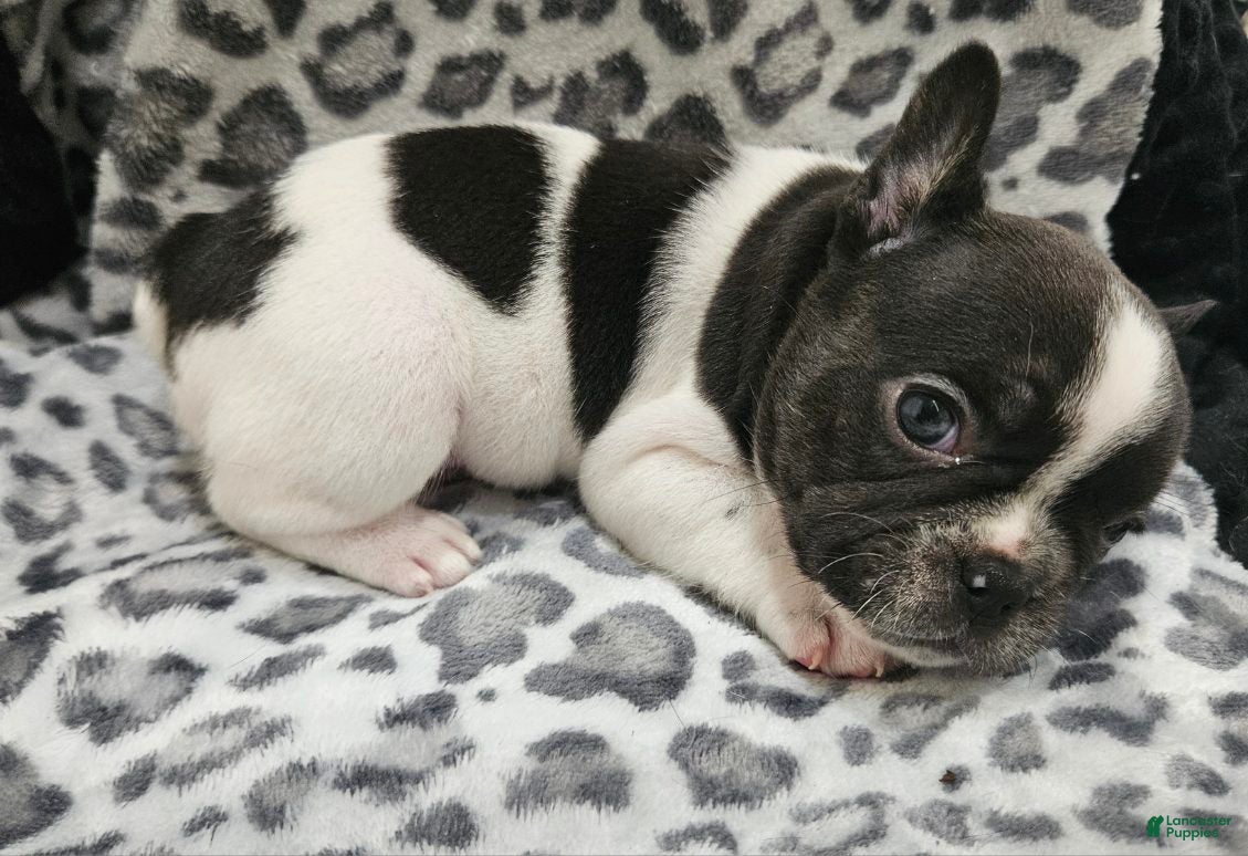 French Bulldog dogs Mal  - Ad 12