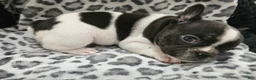 French Bulldog dogs for sale: Mal  - Ad 1