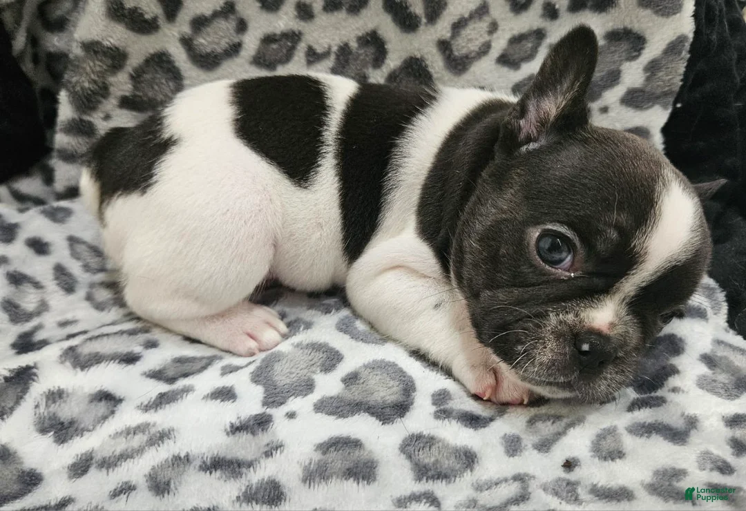 French Bulldog dogs for sale: Mal  - Ad 1