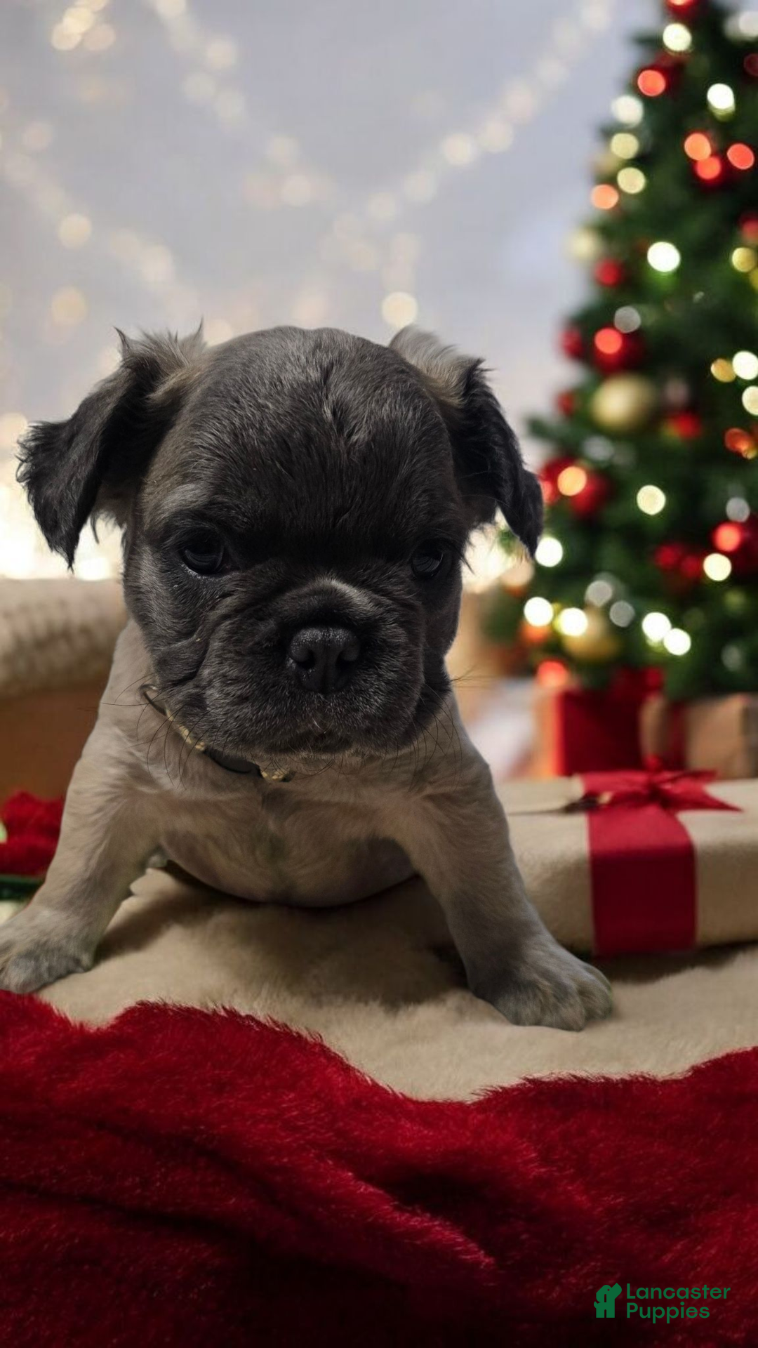French Bulldog dogs for sale: Fluffy French Bulldog Bruno - Ad 5