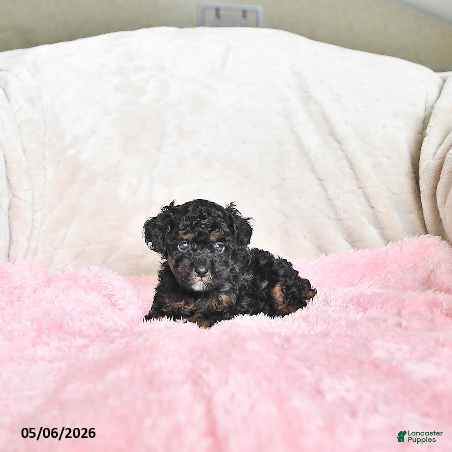 Toy Poodle dogs Casey - Ad 2
