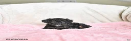 Toy Poodle dogs for sale: Casey - Ad 2