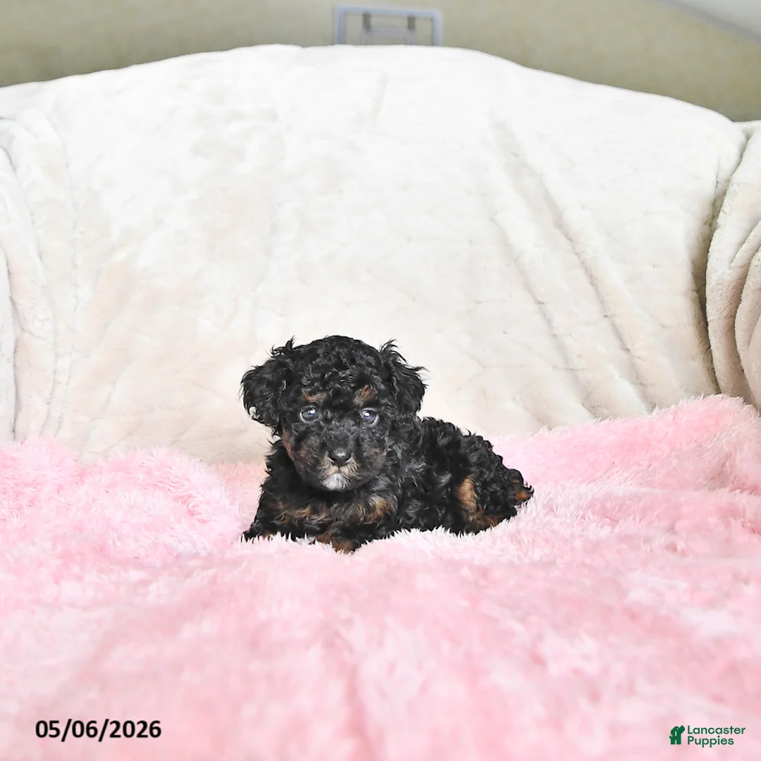 Toy Poodle dogs for sale: Casey - Ad 2