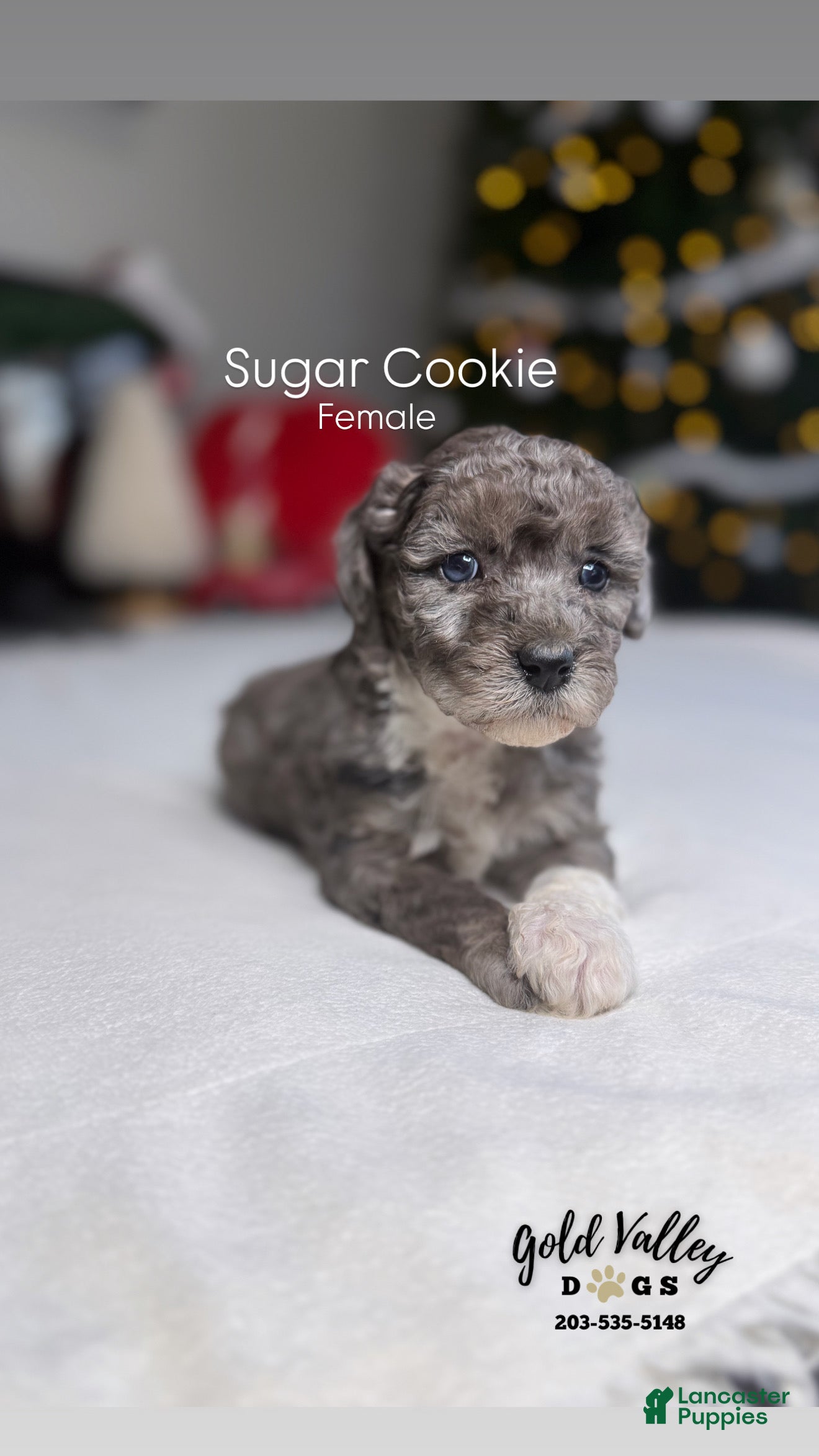 Mixed Breed dogs SUGAR COOKIE  - Ad 7