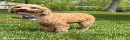 Havapoo dogs for sale: Austin - Ad 5