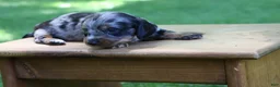 Miniature Dachshund dogs for sale: Mini Dachshund: Kevin - Ad 4