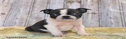 Boston Terrier dogs for sale: Ruby - Ad 2