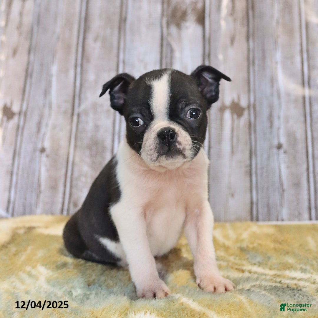 Boston Terrier dogs for sale: Ruby - Ad 2