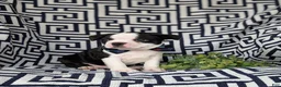 Boston Terrier dogs for sale: Brewster - Ad 4