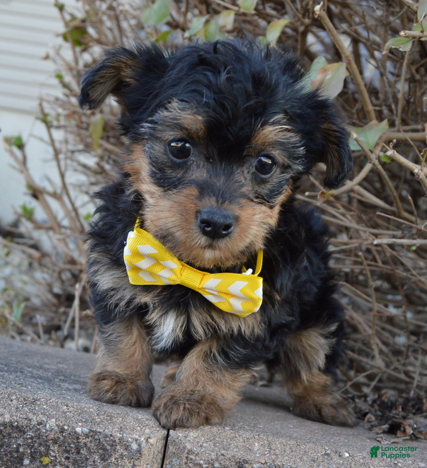 Yorkiepoo dogs for sale: Tiny Sam - Ad 1