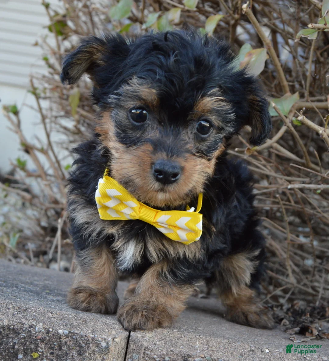 Yorkiepoo dogs for sale: Tiny Sam - Ad 1