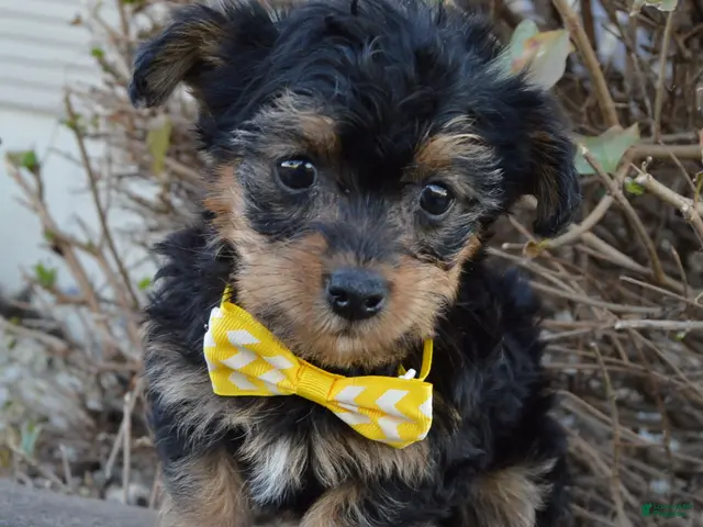 Yorkiepoo dogs for sale: Tiny Sam - Ad 1