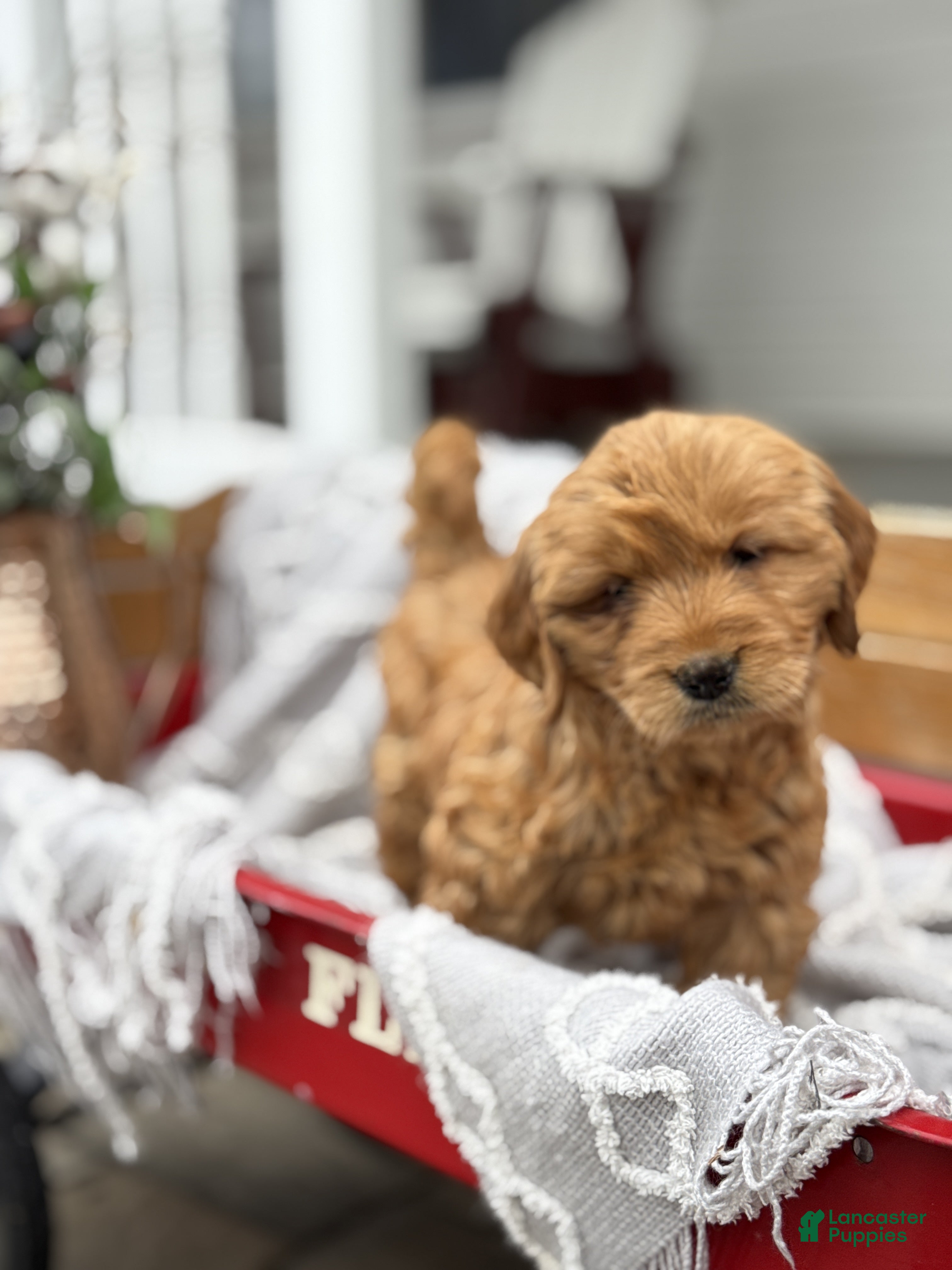 Goldendoodle dogs Ona - Ad 1